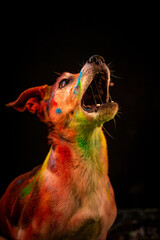 Dogs in Colorful Frenzy: Holy Festival Style