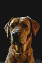 Labrador in portrait