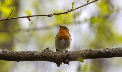 small European robin on light green background
