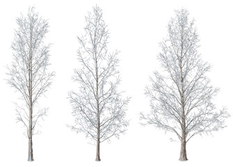Fototapeta premium Pine trees frosted snow for landscape winter isolate backgrounds 3d render png
