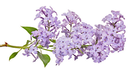 violet beautiful isolated blooms of lilac branch