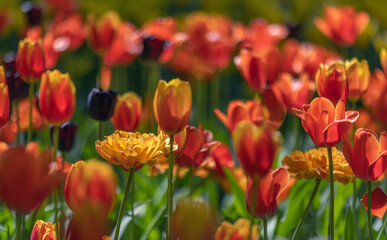 bright orangeand red  tulips in green grass