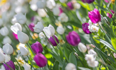 white and purple tulips in green leaves