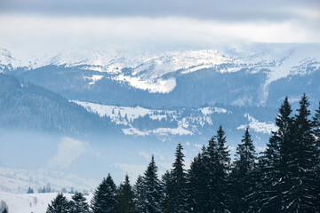 Winter landscape with dark spruse trees of snow covered forest in cold mountains