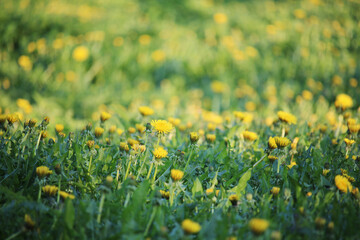 A dandelion meadow in spring season
