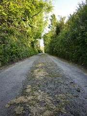 Fototapeta premium road in the forest