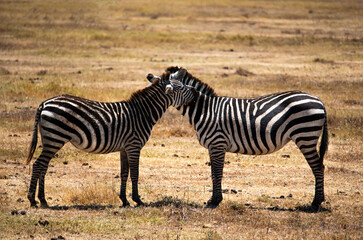 Fototapeta na wymiar Hugging couple of zebras in the wild