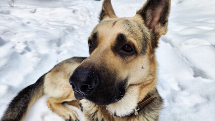Dog German Shepherd in a winter day and white snow arround. Waiting eastern European dog veo in cold weather
