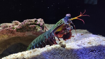 Mantis shrimp in Perth - AUSTRALIA