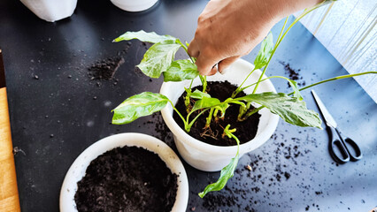 Spring Houseplant Care, repotting houseplants. Waking Up Indoor Plants for Spring. Woman is transplanting plant into a new pot at home. Gardener transplant plant Spathiphyllum. Selective focus