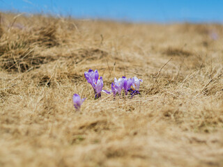 Purple crocuses that bloom during springtime - Romania 