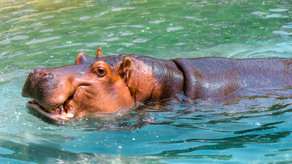 Hippopotamus or Hippo swimming in water