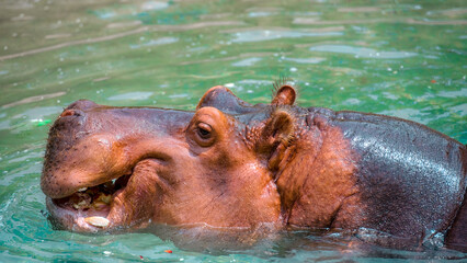 Hippopotamus or Hippo swimming in water