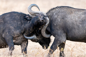 African Buffalo Or Cape Buffalo (Syncerus Caffer) Fight