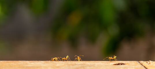 yellow crazy ants walking along wood