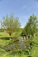 Plots dans le ruisseau en pleine nature au domaine provincial de Kessel-Lo à Louvain 