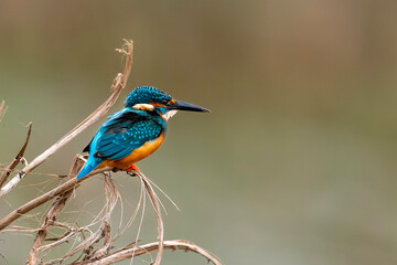 Common Kingfisher (Alcedo Atthis)