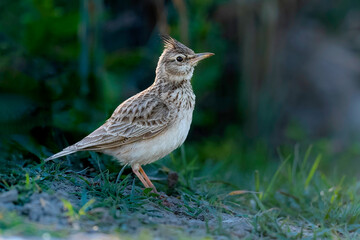 Crested Lark (Galerida cristata)