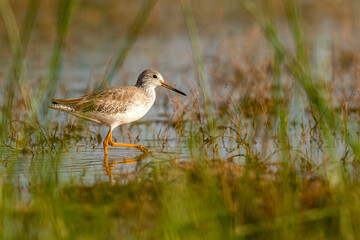 Common Redshank (Tringa Totanus)