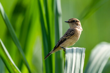 Common Stonechat (Saxicola Torquatus)