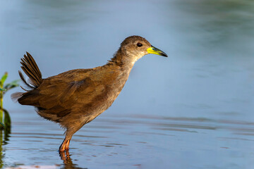 Brown Crake (Amaurornis Akool)