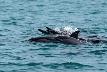 Fototapeta premium Bottlenose Dolphin Pod