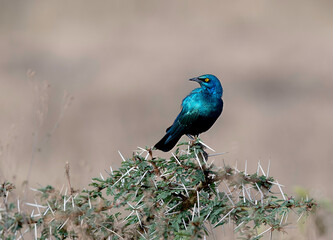 Greater Blue-eared Starling or Greater Blue-eared glossy-starling (Lamprotornis chalybaeus)