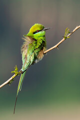Asian green bee-eater (Merops orientalis), also known as little green bee-eater, and green bee-eater