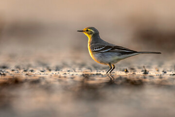 Citrine Wagtail (Motacilla Citreola)
