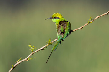 Asian green bee-eater (Merops orientalis), also known as little green bee-eater, and green bee-eater