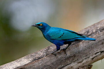Naklejka premium Greater Blue-Eared Starling Or Greater Blue-Eared Glossy-Starling (Lamprotornis Chalybaeus)