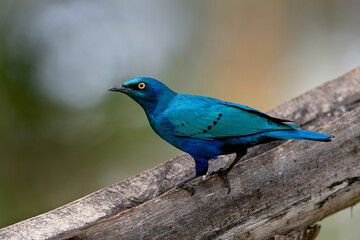 Greater Blue-Eared Starling Or Greater Blue-Eared Glossy-Starling (Lamprotornis Chalybaeus)