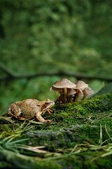 frog and mushrooms close up on natural blurred forest background. Beautiful wildlife scene. save earth, ecology concept. beautiful wildnature image
