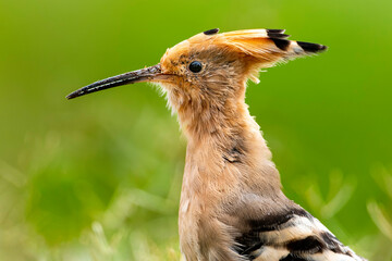 Hoopoe