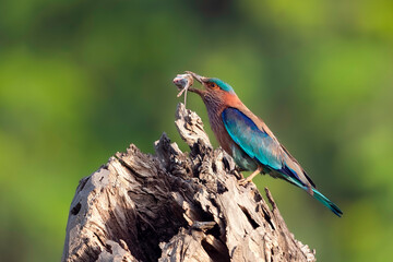 Indian Roller (Coracias benghalensis) with Hunt