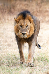King of nakuru on morning walk