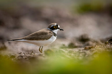 Little Ringed Plover (Charadrius Dubius)