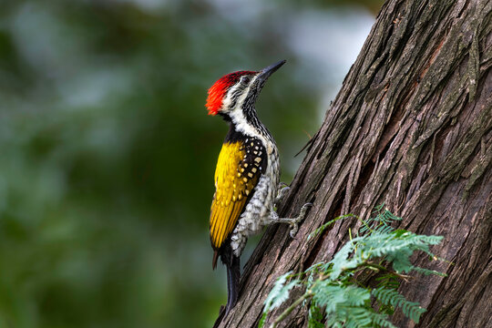 Black-Rumped Flameback (Dinopium Benghalense)