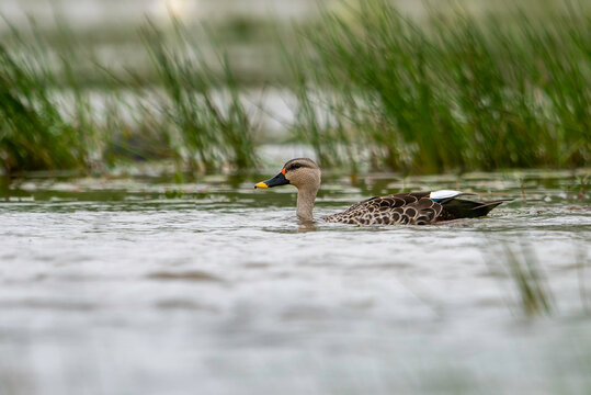 Spot-Billed Duck (Anas Poecilorhyncha)