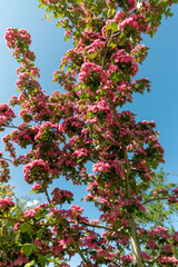  Beautiful pink flowers on a tree in the park