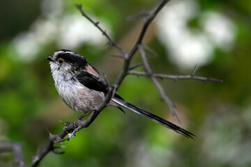 Long-tailed Tit // Schwanzmeise (Aegithalos caudatus) 