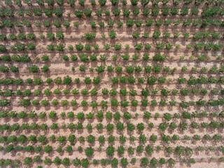 Tapioca field in Thailand