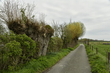 Chemin asphalté entre les champs et pâturages sous un ciel gris à Ghislenghien (Ath) 