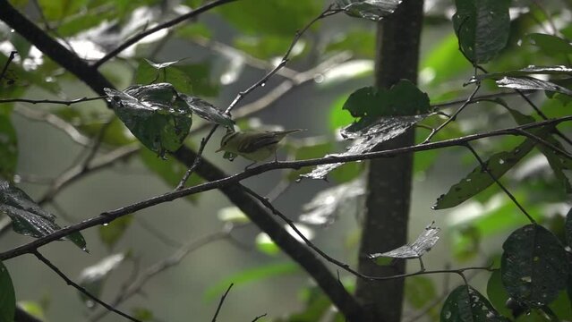 Yellow green songbrid on branch after rain
Slow motion shot from Nepal, 2023

