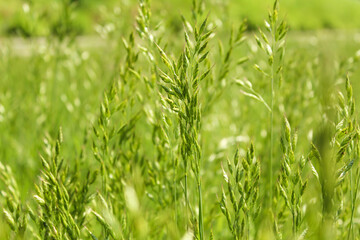 green grass background