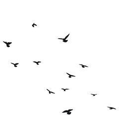 Silhouette sketch of a flock of flying birds, flight in different positions. Hover, soaring, landing, flying, flutter