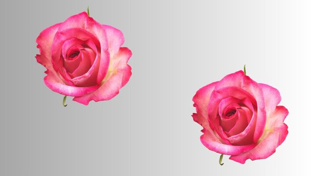 Enchanting Pink Rose: Exquisite 4K image of a Delicate Flower Blooming on a Vibrant Background