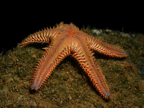 Comb sea star from the Mediterranean Sea