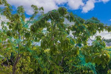 Fototapety na wymiar - Fototapeta24.pl