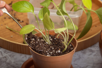 Women's hands are planting a Scindapsus shoot in a flower pot. Close-up